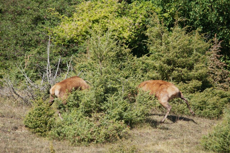 Un''arena molto contesa
